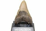 Fossil Megalodon Tooth - North Carolina #204554-2